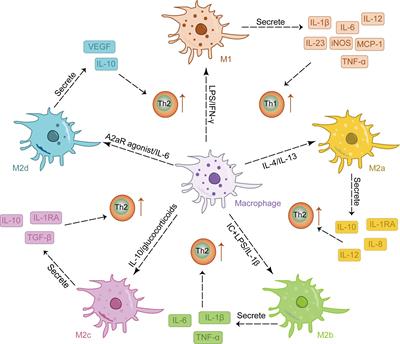 Research progress on the role of macrophages in acne and regulation by natural plant products